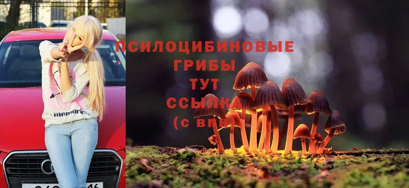 закладка  Качканар  Псилоцибиновые грибы Magic Shrooms 